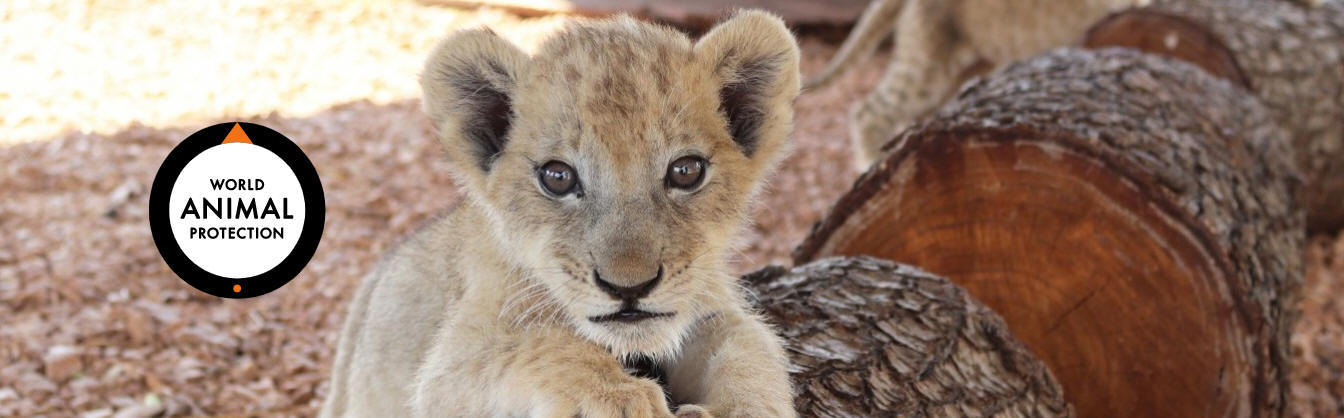 Durante ms de 50 aos hemos estado moviendo al mundo por los animales.